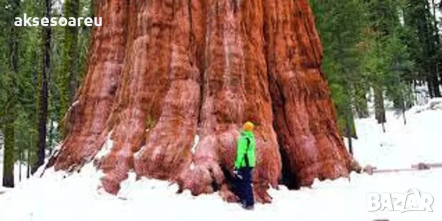 15 нови семена гигантска секвоя мамутово дърво sequoiadendron giganteum за декорация на двора  , снимка 15 - Сортови семена и луковици - 49828592