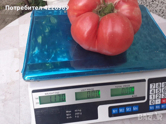 Розови едри домати, снимка 8 - Разсади - 54194380