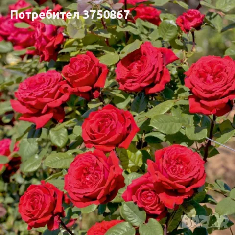 РОЗА 🌹 BOTERO® Meiafone 🌹