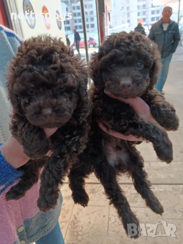 Прекрасни той пудели, шоколад , снимка 2 - Пудели - 35342841