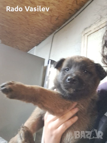 Малиноа си търсят нов дом, снимка 3 - Други животни - 54240140