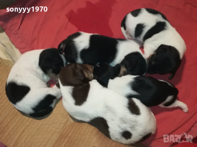 ПРОДАВАМЕ КУТРЕТА-ДЖАК РЪСЕЛ 250ЛВ ЗА 1БР 0209251838, снимка 11 - Джак ръсел териер - 51583363