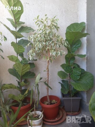 Многогодишен зелен храст Euonymus japonicus, снимка 15 - Градински цветя и растения - 41324609