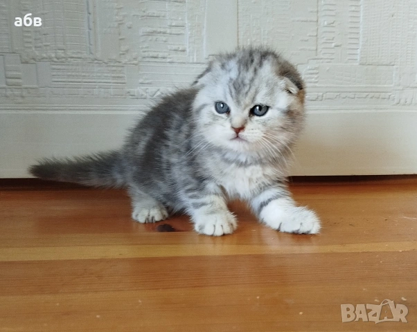 Уникално клепоухо момче 