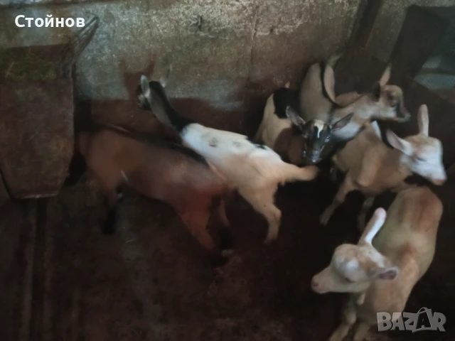 Ярета , снимка 1