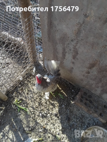 Петлета бреговски, снимка 3 - други­ - 52936654