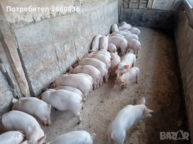 Продавам прасенца по 15-20кг