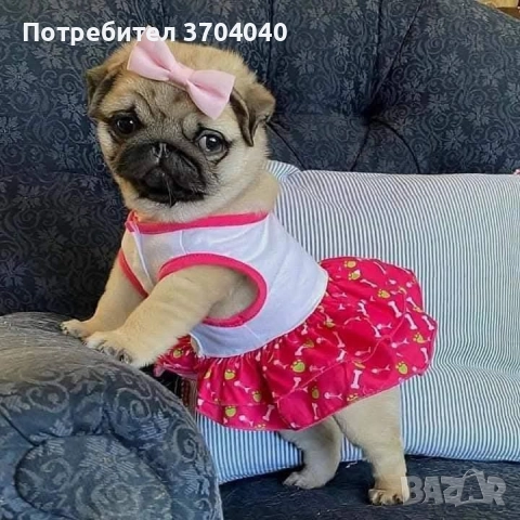 бебе мопс търси любящо семейство