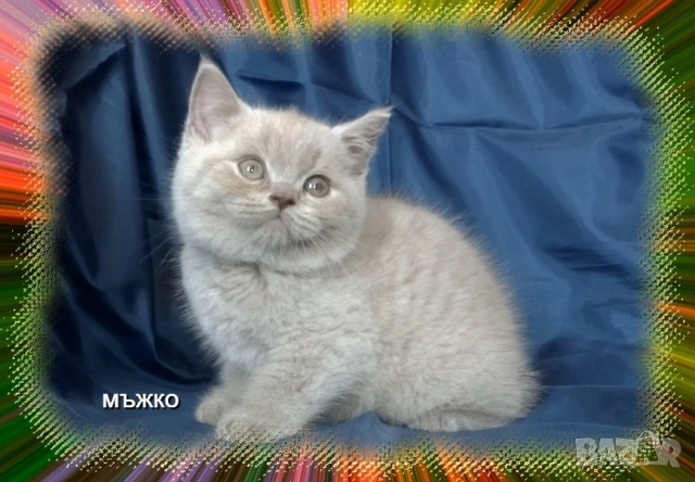 Чистокръвни Британски късокосмести котета, снимка 5 - Британска късокосместа - 53322558