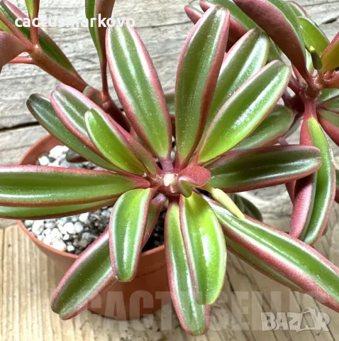 Peperomia graveolens, снимка 2 - Стайни растения - 48022714