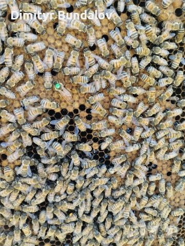 пчелни отводки 2026г