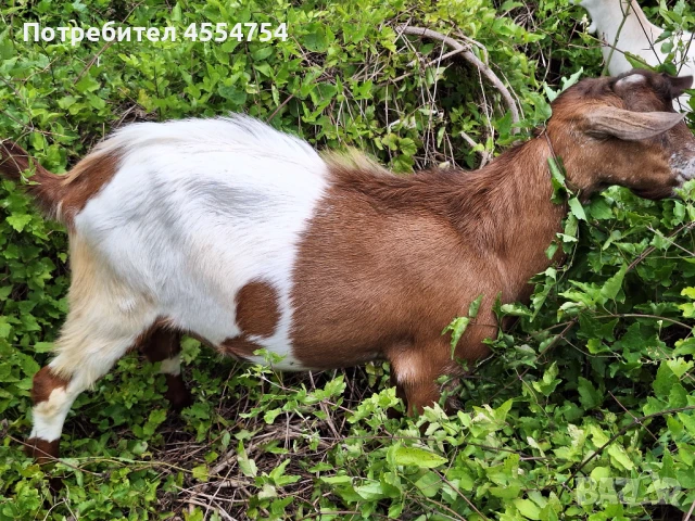 Козле Швейцарски порода с рицарски гребен, снимка 1