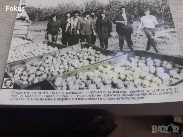 Снимка фотокопие Соц БТА ПресФото ябълкова реколта, снимка 3 - Антикварни и старинни предмети - 45178617