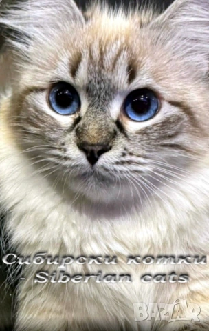 Сибирчета, сибирска котка, маскарадна, котенца, сибирско коте, хипоалергични , снимка 9 - Сибирски - 53899876