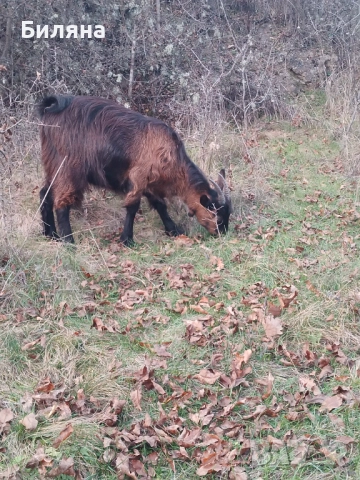 Женско яре, снимка 2 - Кози - 52503161
