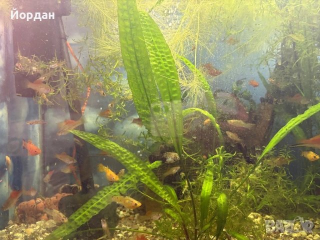 молинезии, хелери, сомове, водорасли, снимка 5 - Рибки - 51158385