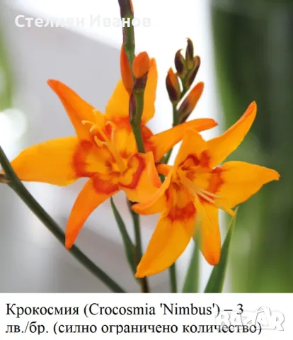 КРОКОСМИЯ (Crocosmia) сортове – луковици, снимка 6 - Сортови семена и луковици - 49327886