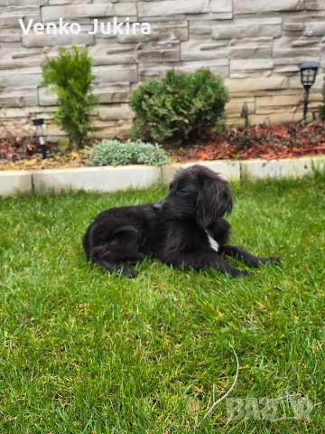чистокръвно кокер шпаньолче, снимка 3 - Кокер шпаньол - 54059562