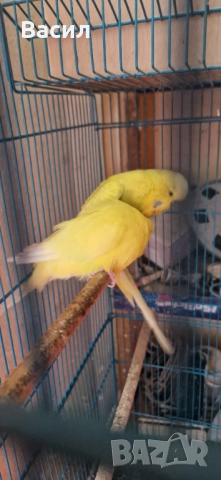 Изложбени вълнисти, снимка 5 - Папагали - 51645259