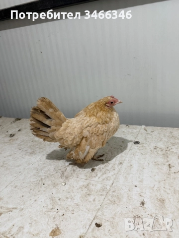Продавам декоративни кокошки, снимка 7 - Кокошки и пуйки - 52585183
