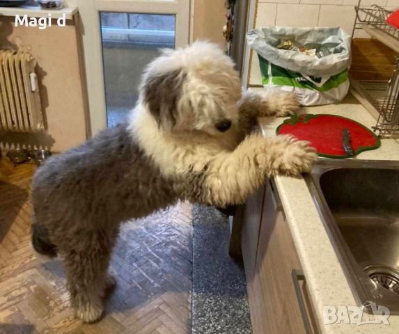 Староанглийска овчарка/Old English Sheepdog, снимка 1 - Други - 45384875