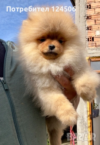 Померан мини померанче