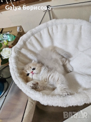 Родословни Британски котета  промоционолна цена за 8 март, деня на жената!, снимка 11 - Британска късокосместа - 53502654