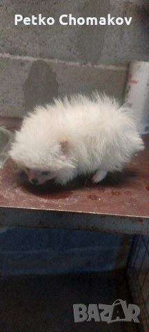 померан, снимка 6 - Померан - 53070875