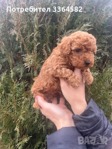 Мини пусел, снимка 10 - Пудели - 53276952