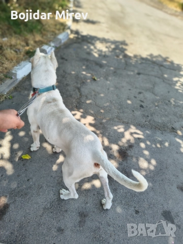 Мъжки за разплод Стра Загора , снимка 3 - Дого аржентино - 52661585