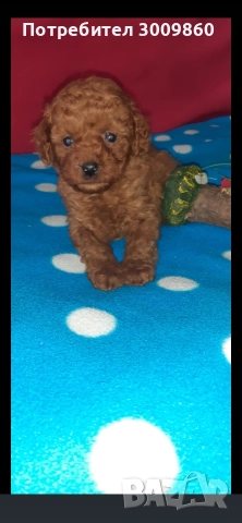 Той пудел , снимка 3 - Пудели - 52921627