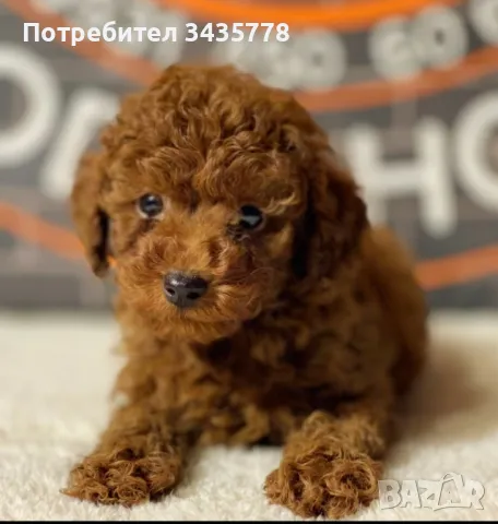 пудел той/poodle toy/, снимка 1 - Пудели - 49124306