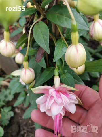 Не вкоренени резници от градинска фуксия, снимка 2 - Градински цветя и растения - 52544012