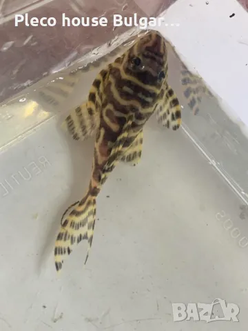 King Tiger Pleco L333, снимка 3 - Рибки - 46989958