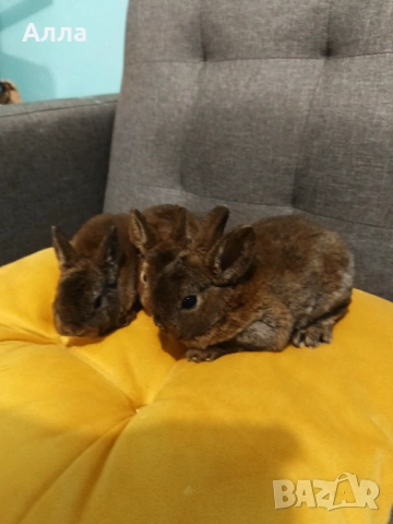 Декоративни зайчета, голландско джуджета , снимка 6 - Декоративни зайчета - 53565282