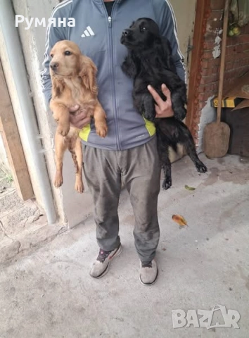 Английски кокер шпаньол, снимка 5 - Кокер шпаньол - 52707215