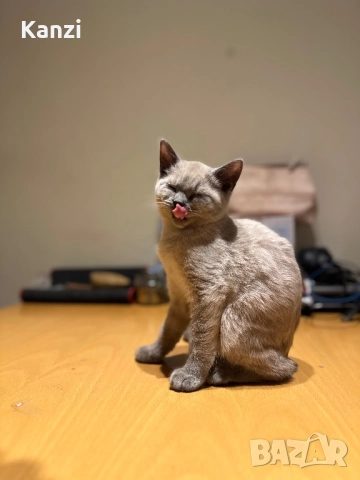 Британски British Blue Point, снимка 4 - Британска късокосместа - 52353233