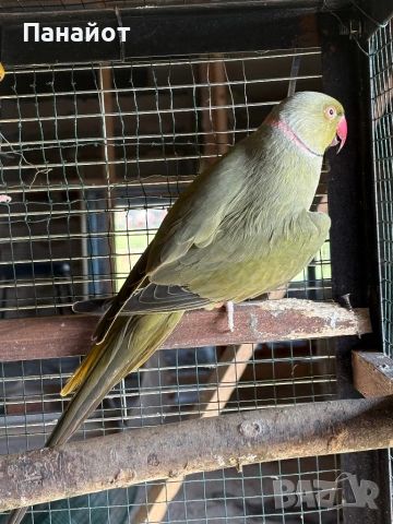 Зрели Малки Александъри, снимка 3 - Папагали - 53981116