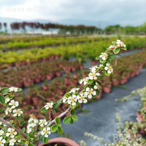 Котонеастър Мажор, Cotoneaster Dammeri Major, снимка 8 - Градински цветя и растения - 39310369