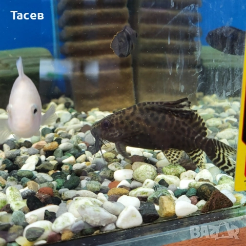 Синодонт 8см