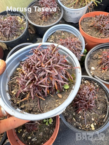 Армерия два вида , снимка 2 - Градински цветя и растения - 53818137