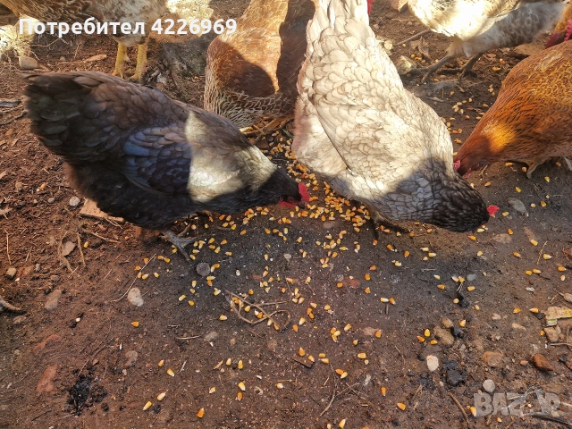 Мисирки пуйки и кокошки, снимка 7 - Кокошки и пуйки - 53257165