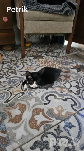 ще го дадем в добри ръце, снимка 11 - Други - 51323889