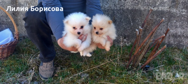 Продавам Мини померани , снимка 2 - Померан - 53826947