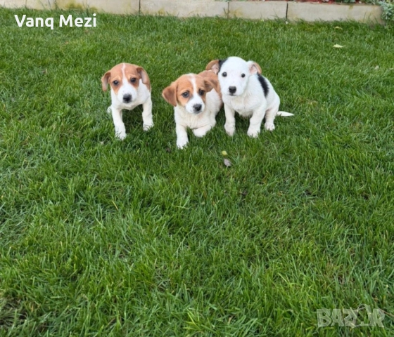 мини Джак Ръсели, снимка 6 - Джак ръсел териер - 52791913