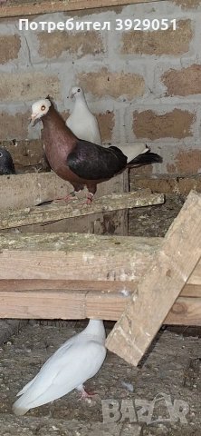 Продавам Архангели