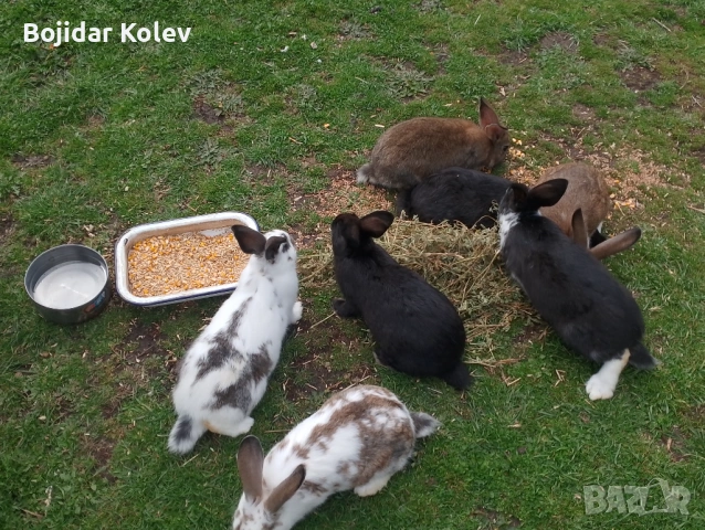 Продавам млади зайци, снимка 4 - Други - 54009377