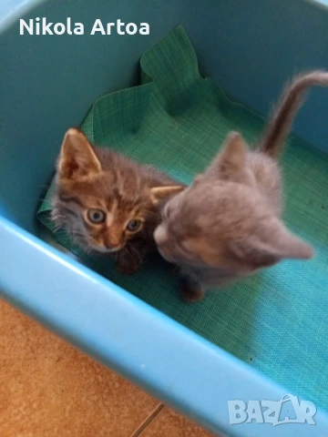 подарявам малки котета, снимка 6 - Други - 51297445