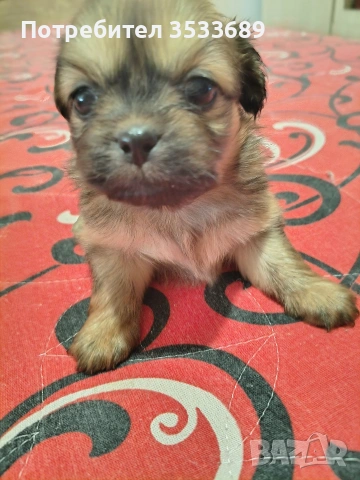 Продавам малки пекита, снимка 8 - Пекинез - 53537838