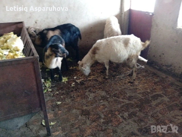 Продавам две кози и два пръча, снимка 2 - Кози - 53063534